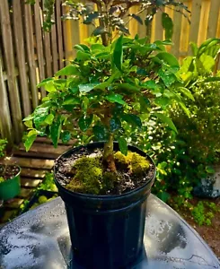 Parrots Beak Bonsai Tree Upright 7 years / Flowers - Picture 1 of 6