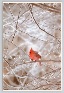 Kardinal Postkarte - Bild 1 von 2