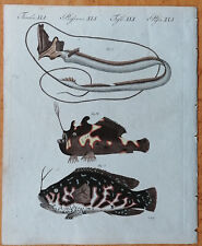 Bertuch Original Colored Print Fish (XLI) -  1790