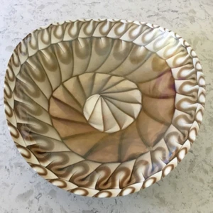 Murano Kunst Glas Schale Nautilus Muschel von Fornace Ferro, Italien 20” x 17” - Bild 1 von 12