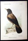 Gould's Blackbird Lithograph David and Oustalet 1877