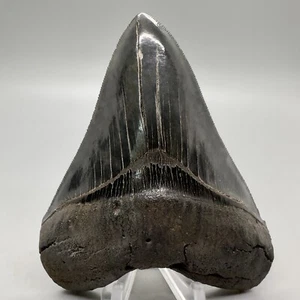 Collector Quality Sharply Serrated 4.12" Fossil MEGALODON Shark Tooth - USA - Picture 1 of 8