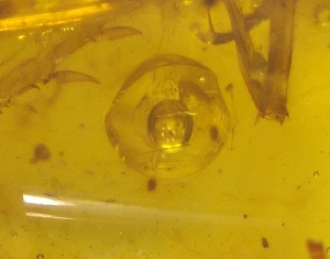 Bellissima acqua enidro con insetti in ambra birmana fossile dinosauro età - Foto 1 di 22