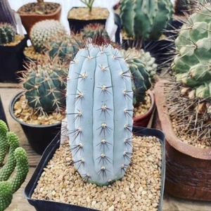 12CM Sukkulente Kaktus Pflanze Cipocereus Bradei Cactaceae Hausgarten wunderschön - Bild 1 von 12