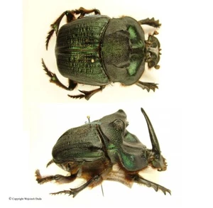 Coprophanaeus ensifer, female HUGE! 50mm, Rare - Imagen 1 de 1