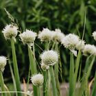 Graines de Cive x250 (Allium Schoenoprasum) Mon Petit Jardin 🌱 Culture BIO