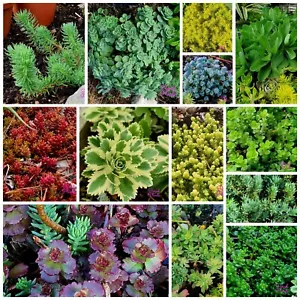 Hardy Sedum Unrooted Cuttings Colourful Rare Varieties Rockery Succulent Plants - Picture 1 of 54