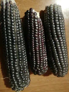 30 semi mais nero per polenta raccolti 15 07 2024 + omaggio - Foto 1 di 2