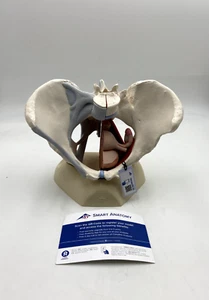 Modelo esquelético de pelvis femenina 3B Scientific H20/3 con ligamentos/músculos/órganos 4 piezas - Imagen 1 de 6