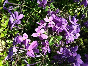Flammenblume Phlox stolonifera 'Violet Velvet' Sommerblüher - Bild 1 von 1