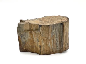 Petrified Wood Chunk 10.75 Lbs 9" x 5.5" x 4" - Bild 1 von 10