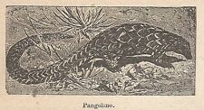 A0203 Pangolin - Impression Antique Du 1907 - Xylographie