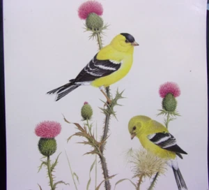 1990 Dale C. Thompson Double signed, 136/950 American Goldfinches Litho print. - Picture 1 of 6