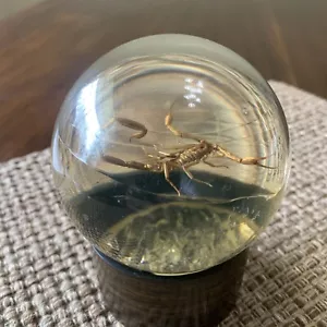 Vintage Nature Gems Skorpion pädagogische Einbettung 70er 80er Jahre Glas Insekten Display - Bild 1 von 6