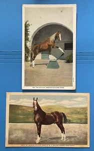 Nasik & PEP HORSES KELLOGG ARABIAN HORSE RANCH Pomona California Postcard Lot - Picture 1 of 3