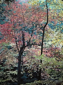 KODACHROME COLOR SLIDE - 1979 AUTUMN IN PA. - ORIG ONE OF A KIND - Picture 1 of 1