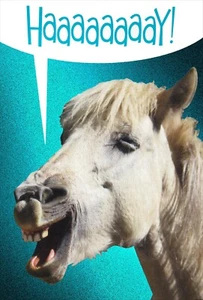 Funny HELLO or ANYTIME Blank Card 🐴 Horse "HaaaaaaaaY!" — American Greetings +✉ - Picture 1 of 5