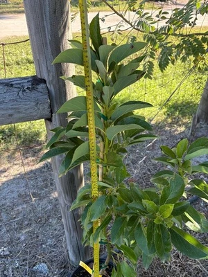 ÁRBOL DE AGUACATE DONNIE INJERTADO (INDIAS OCCIDENTALES/FLOR TIPO A MAYO-JUNIO) ZONAS 9-11) 1 GAL Foto 1 de 4