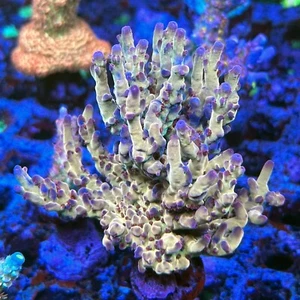Fri Thirstysreef Live Acropora Coral OG Avenger 3/4 Inch - Picture 1 of 2