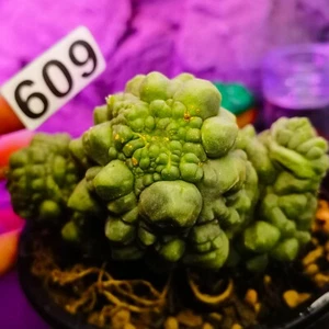 0626 -----------------Astrophytum myriostigma/Ariocarpus / - Imagen 1 de 7