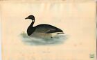 1870 ORIGINAL Hand Colored Bird Plate RARE Brent Goose