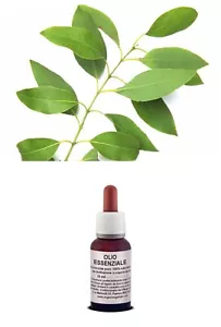 OLIO Essenziale Puro SANDALO Indie Naturale Uso Esterno Cosmetico Distillato - Foto 1 di 1