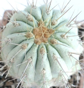 Copiapoa cinerea var. gigantea -  - Copiapoa gigante | Cactus di Copiapoa - Imagen 1 de 5