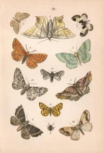 1889 HOFMANN CHROMO lilac beauty, riband wave, mottled umber, orange moth, ... - Picture 1 of 3