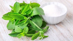 100 SEMI SELEZIONATI di STEVIA REBAUDIANA - DOLCIFICANTE NATURALE - Foto 1 di 3