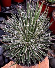 Agave x Leopoldii, 'Hammer Time', Variegated 8 - 10" Diameter Plant