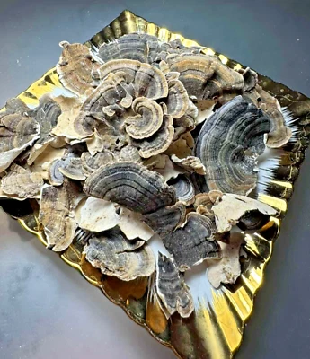 Champiñón cola de pavo salvaje, (NO CHINA) entero (1 lb) seco 450 gramos Foto 1 de 4