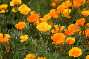 1000+ Samen Eschscholzia californica- Kalifornischer Mohn , Goldmohn - Bild 1 von 1