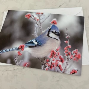 Blauer Eichelhäher und rote Beeren leere Nachricht Grußkarte mit Umschlag - Bild 1 von 3