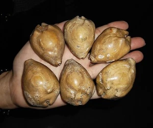 BC06, 5 PIEZAS FÓSIL DE COWRIES + ¡1 PIEZA GRATIS! BARICYPRAEA BEBERKIRIANA DE JAVA INDONESIA - Imagen 1 de 7