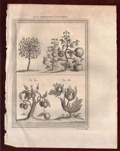 Cotton India Antique Print Engraving 1746 Copperplate - Picture 1 of 1