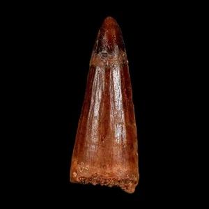 1.5" Spinosaurus Fossil Tooth 100 Million Years Old Cretaceous Dinosaur COA - Picture 1 of 10