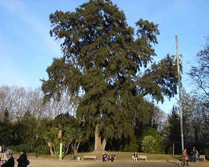 Roble de oveja de río, Casuarina cunninghamiana, semillas de árbol (rápido, de hoja perenne) - Imagen 1 de 12