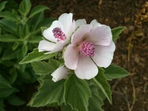 Marsh Mallow Medicinal Herbs Organic 25 seeds - Picture 1 of 2