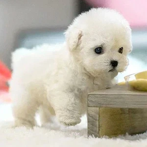 My Realistic Robot Puppy Electronic Interactive Pet Dog Cute Gifts for Girl Kids - Picture 1 of 11