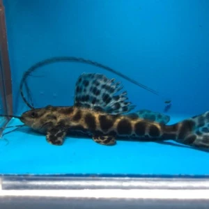 Marble achara catfish - Picture 1 of 5