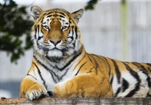 Cabeza y cuerpo de tigre impresión de lona varios tamaños envío gratuito  - Imagen 1 de 2