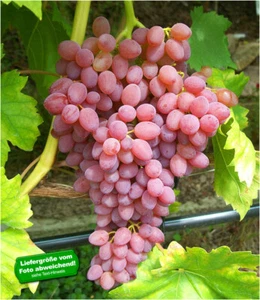 Kernlose Tafeltraube "Kischmisch rosé",1 Pflanze - Bild 1 von 6