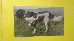 Vintage 1907 Postcard, Beagle, hunting Dog " Softly " - ORIGINAL POST CARD (B) - Picture 1 of 2