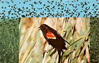 REDWING Turdus musicus Bird species Nesting territories Postcard