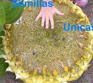 GIRASOL GIGANTE para PIPAS comestibles GIANT SUNFLOWER 30 SEMILLAS SEEDS - Imagen 1 de 1
