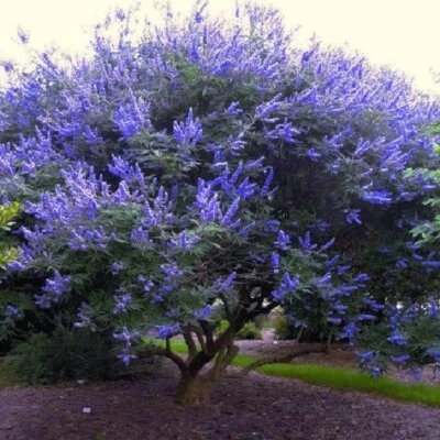 CHASTE TREE SEEDS (Vitex agnus-castus) Monks Pepper Fast Hardy Lilac Flower - Image 1 of 4