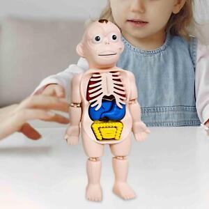Human Body Model for Kids Body Parts Organs for Demonstration Kids Child