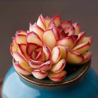  Echeveria pulidonis Mexico Form nice Succulent plant - Image 1 of 4