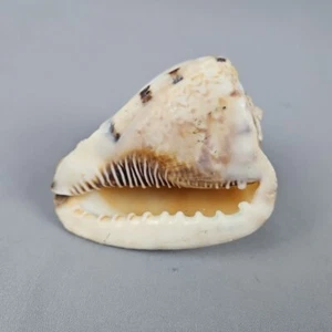 King Helmet Conch Shell Light Colored Pale Striped Seashell About 4" - Picture 1 of 13