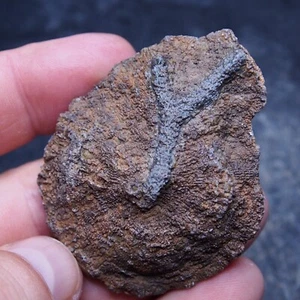 56gr. Fósil de 63 mm coral rugoso Phillipsastrea piñas Devónico 8 - Imagen 1 de 9